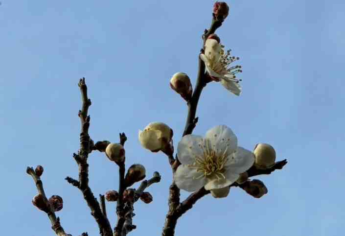 梅の花1771997287841